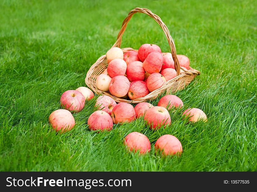 Apples in bucket and on grass