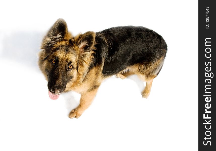 Pappy of german shepherd dog (top view)