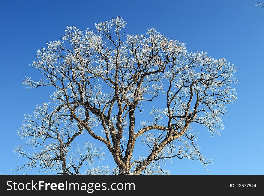 Tree with Ice on Branches