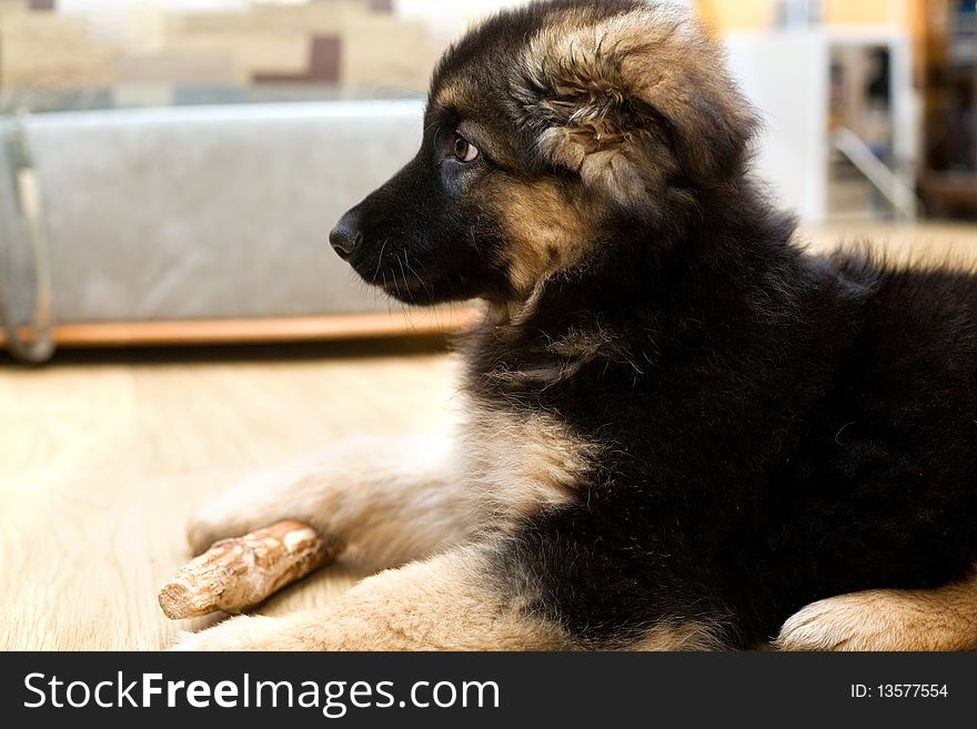 Pappy of german shepherd dog in room