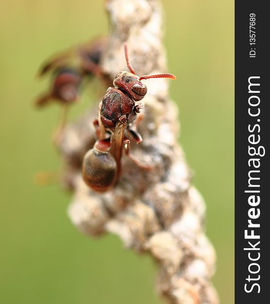 The Australian paper wasp (Ropalidia revolutionalis) found around many Australian houses. The Australian paper wasp (Ropalidia revolutionalis) found around many Australian houses