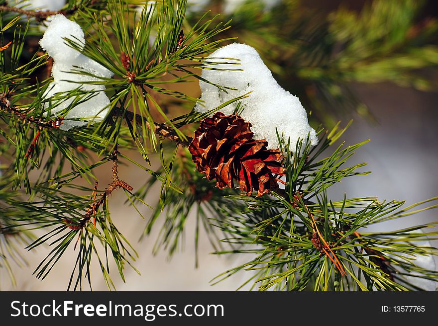 Winter pine tree with frozen pine cone. Winter pine tree with frozen pine cone