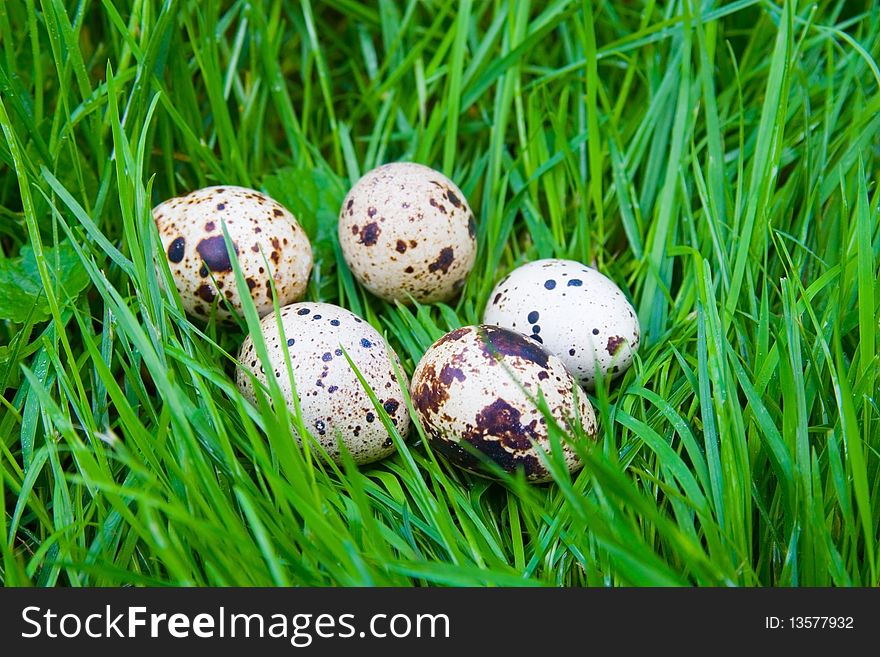 Quail eggs on the green grass