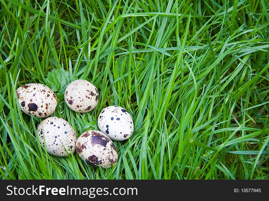 Quail eggs on the green grass