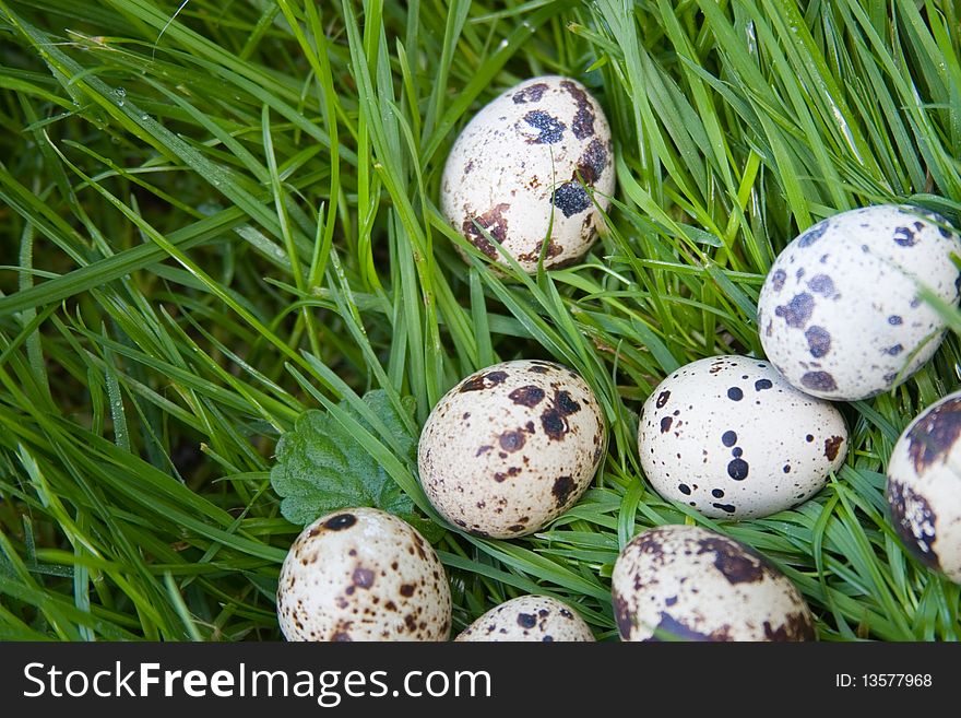 Quail eggs on the green grass