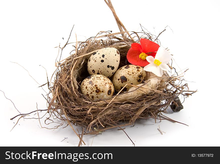 Bird's nest isolated on a white background