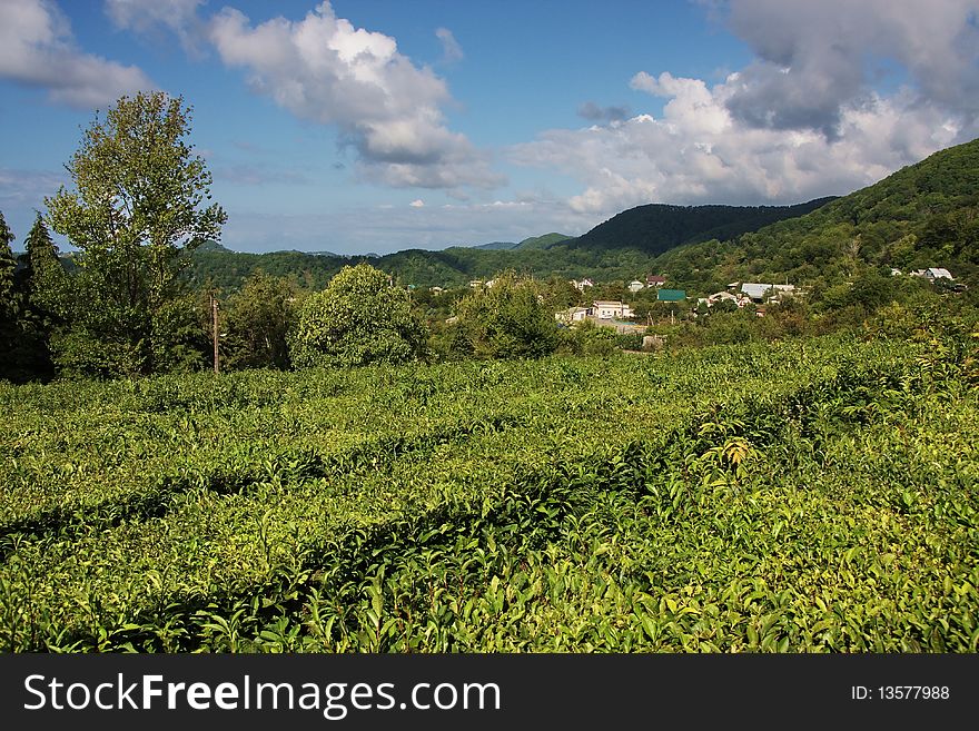 Tea Garden On The Background Of Mountains