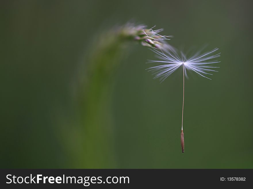 Close Up Of A Wind Dandelion Seed