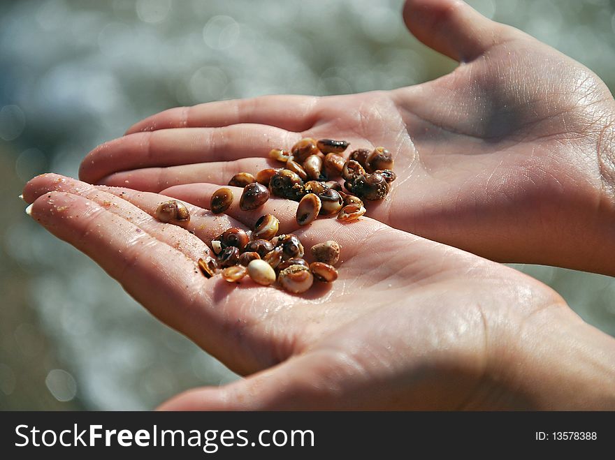 Shells In Girl S Hands