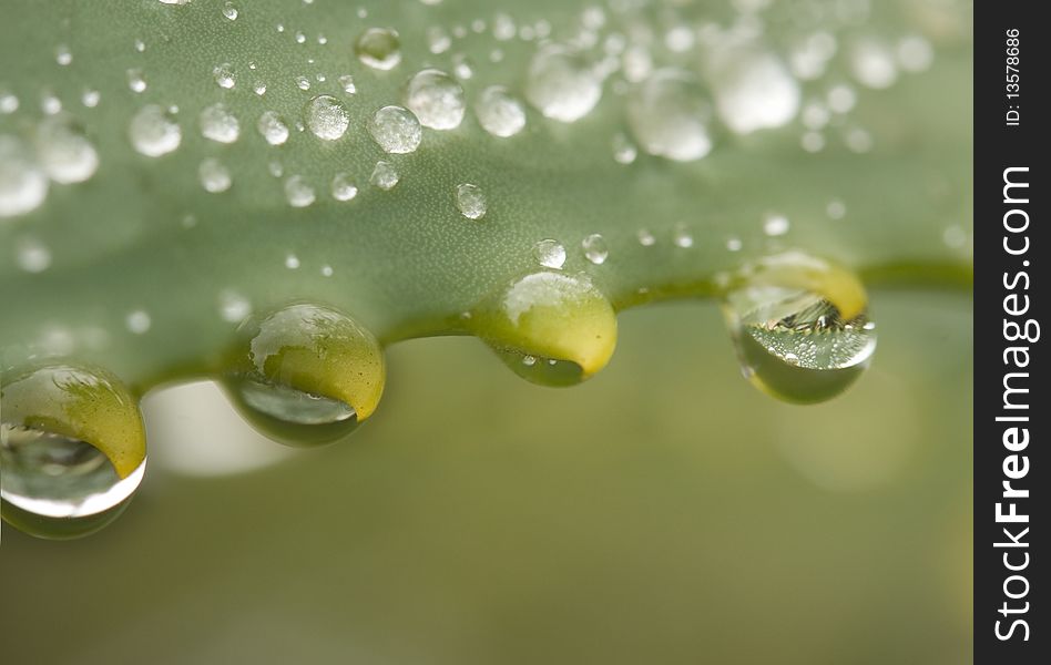 Macro closeup water droplets hanging from green aloe thorn. Macro closeup water droplets hanging from green aloe thorn