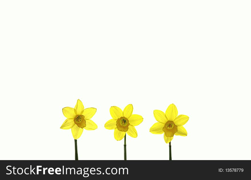 Yellow flowers in the springtime