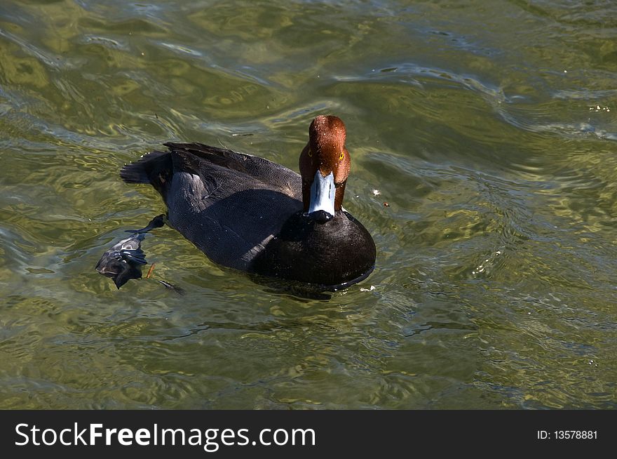 Mallard duck floating on a lake in california