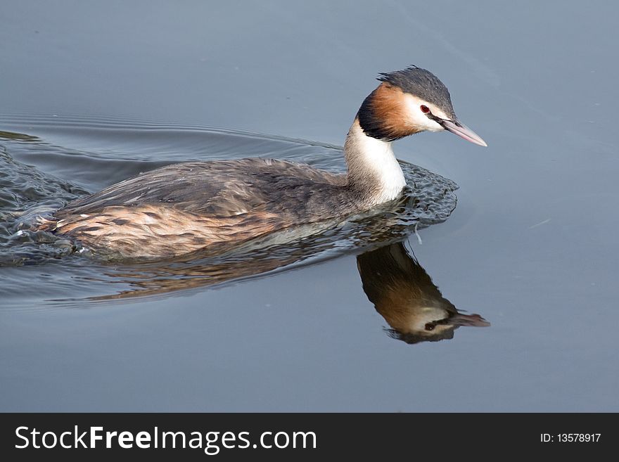 Grebe swimming in a pond with nice reflection in the wother.