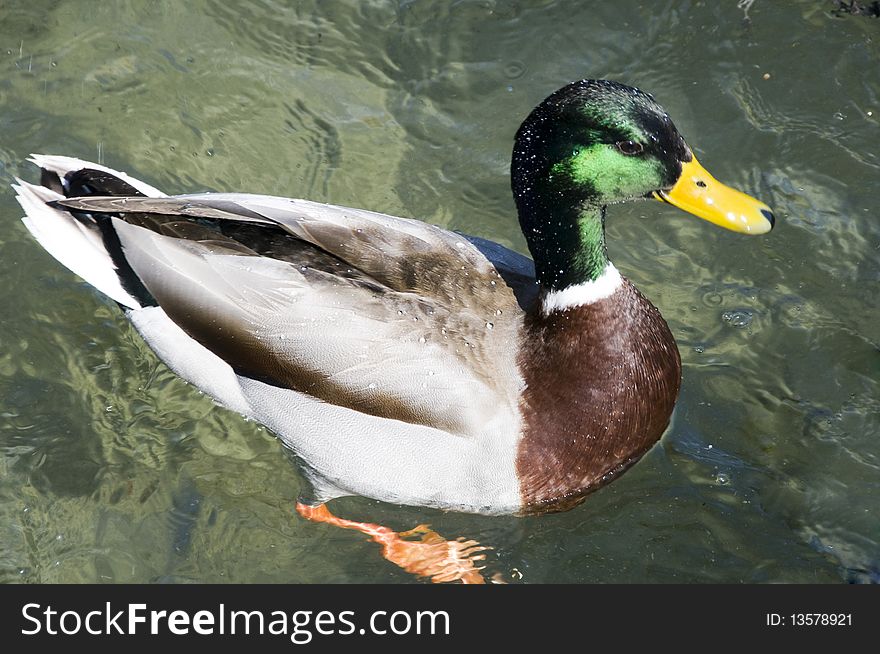 Male mallard duck floating on a lake