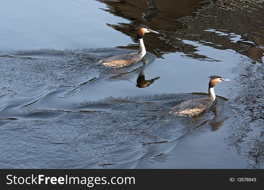 Two grebes swimming in a pond with nice reflection in the water.