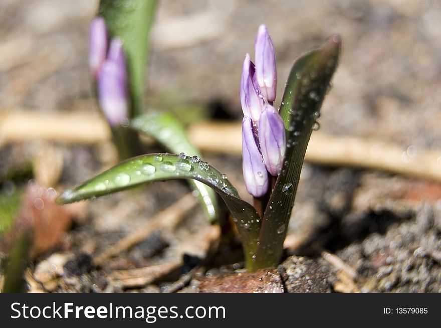 Close up photograph of a purple spring flower coming up