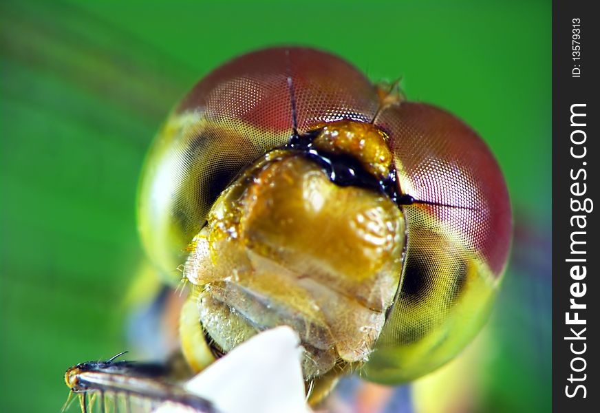 The close-up portrait of dragonfly (Odonata)