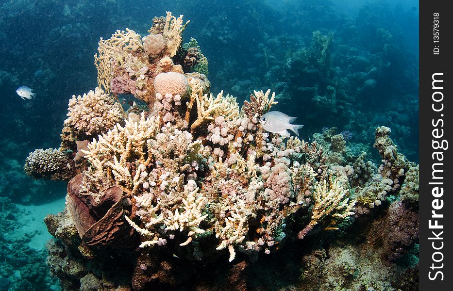 Beautiful and healthy corals in the Red Sea, Egypt