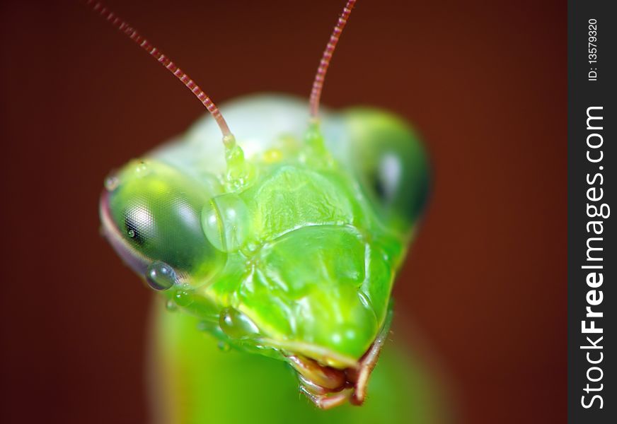 The close-up portrait of Mantis Religiosa