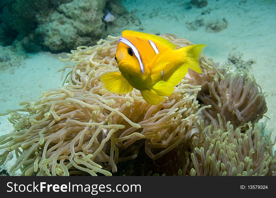 Anemonefish or Clownfish over its Anemone in the Red Sea, Egypt