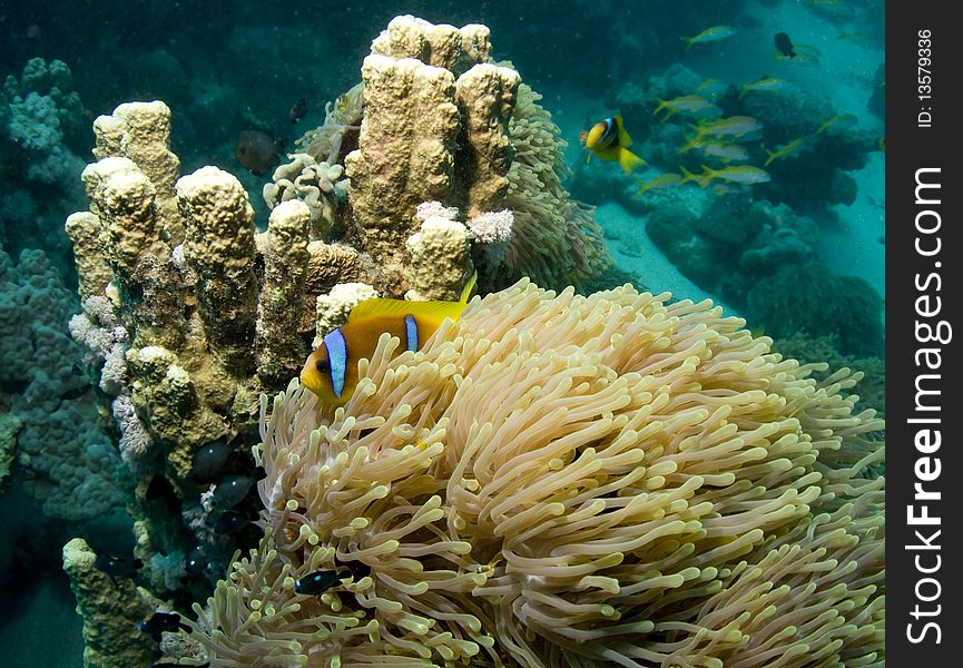 Anemonefish or Clownfish over its Anemone in the Red Sea, Egypt