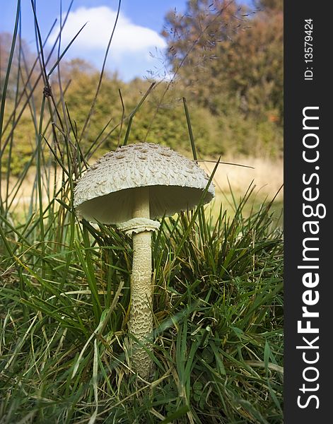 Wild Mushroom In Forest In Autumn