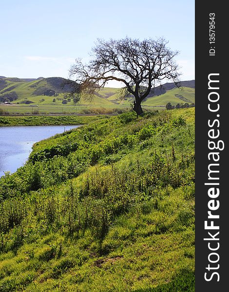 A leafless tree faces a small river