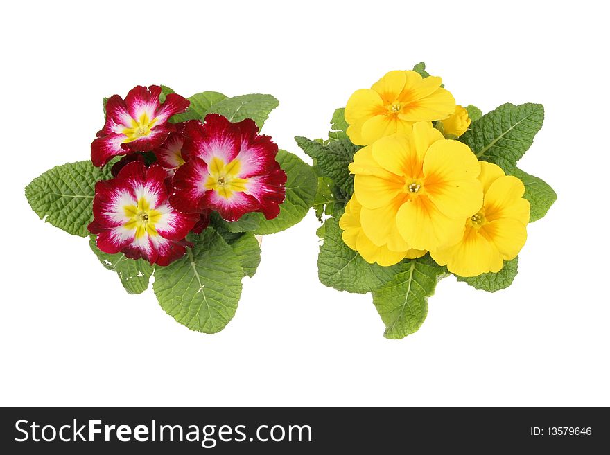 Yellow and red primula flowers