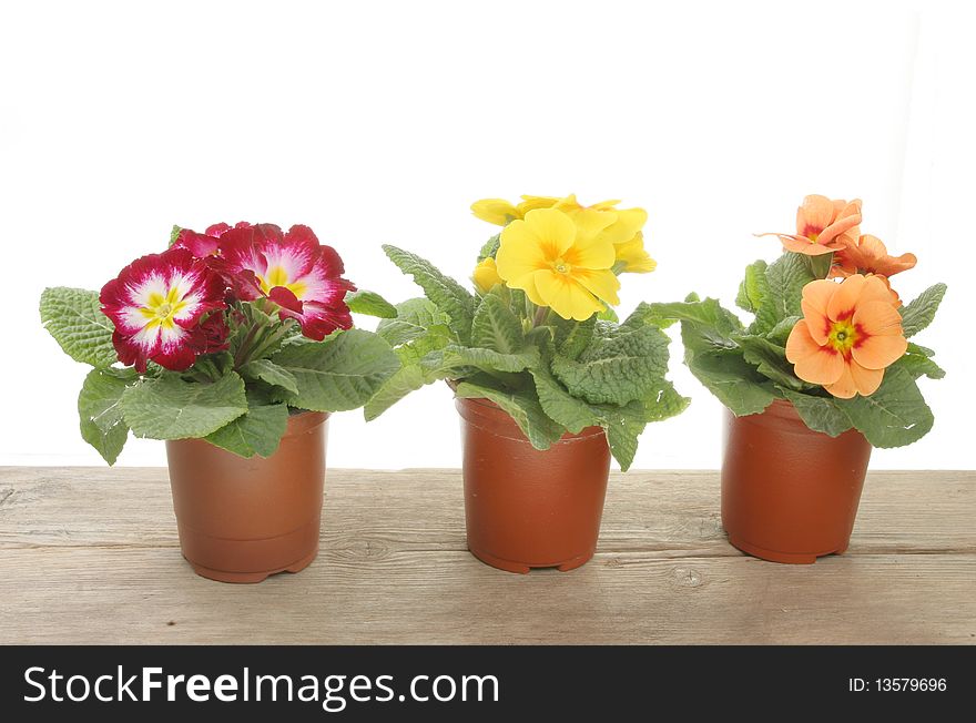 Three Spring bedding plants on a wooden bench