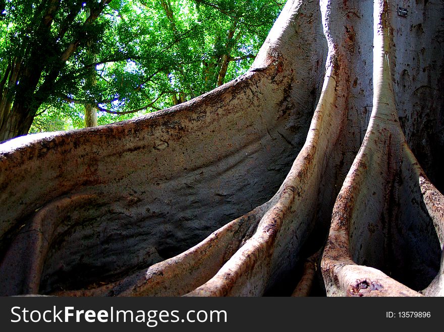 The roots of a Moreton Bay Fig Tree (Ficus Macrophylla) located at the Adelaide Botanic Gardens, Australia. The roots of a Moreton Bay Fig Tree (Ficus Macrophylla) located at the Adelaide Botanic Gardens, Australia.