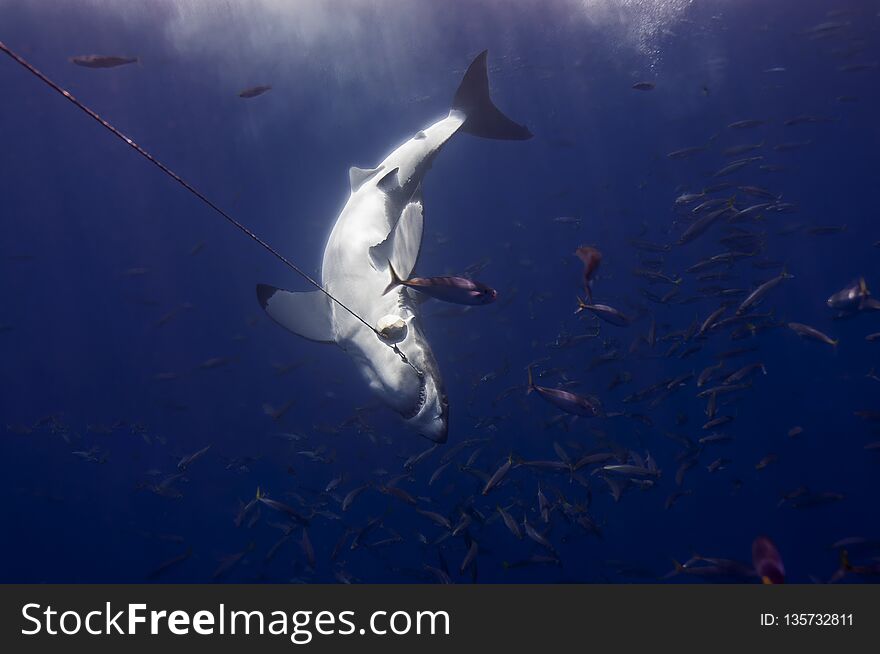 A white shark fighting a shark wrangler for bait. A white shark fighting a shark wrangler for bait