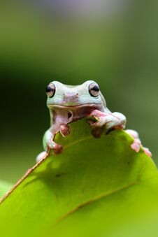 Dumpy Frogs, Dumpy Frogs On The Leaves Stock Images