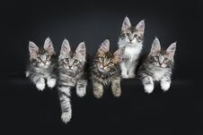 Perfect Row Of Six Gorgeous Maine Coon Cat Kittens Isolated On Black Background. Royalty Free Stock Images Perfect Row Of Six Gorgeous Maine Coon Cat Kittens Isolated On Black Background. Royalty Free Stock Images