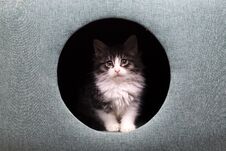 Pet Animal; Cute Cat Indoor. Cute Kitten Cat Stock Photo