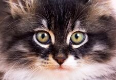 Pet Animal; Cute Cat Indoor. Cute Kitten Cat Stock Image