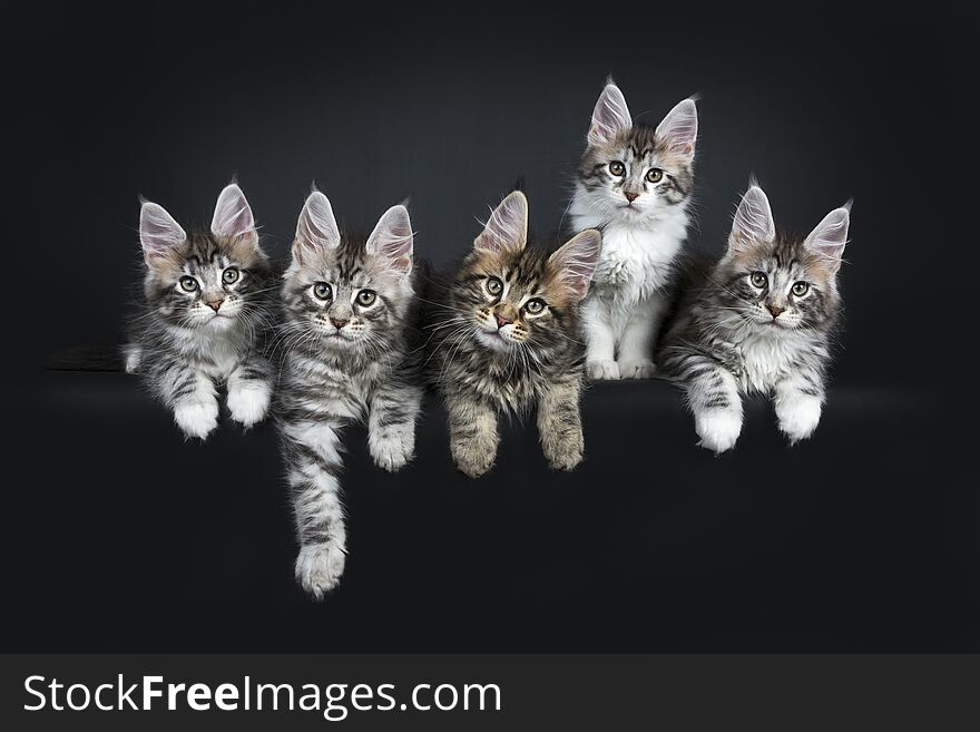 Perfect Row Of Six Gorgeous Maine Coon Cat Kittens Isolated On Black Background.