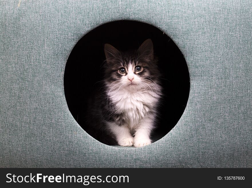 Pet animal; cute cat indoor. Cute kitten cat