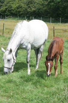 Mare And Foal Royalty Free Stock Image Mare And Foal Royalty Free Stock Image