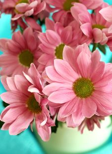 Pink Chrysanthemums Royalty Free Stock Photography Pink Chrysanthemums Royalty Free Stock Photography