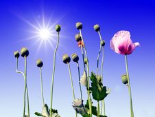Poppy Royalty Free Stock Images Poppy Royalty Free Stock Images