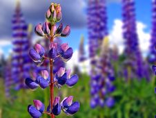 Lupines Stock Images Lupines Stock Images