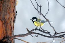 Titmouse On Branch Stock Image