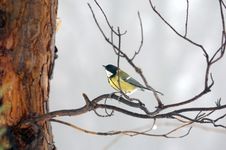 Titmouse On Branch Stock Photos
