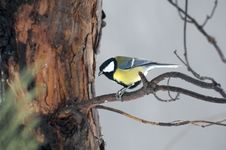 Titmouse On Branch Stock Photo