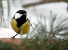 Titmouse On Branch Royalty Free Stock Photo