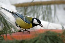 Titmouse On Branch Stock Photos
