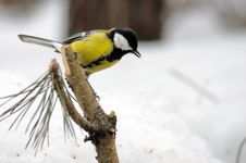 Titmouse On Branch Stock Photos