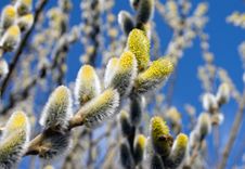 Flower Of Pussy Willow Stock Photography Flower Of Pussy Willow Stock Photography
