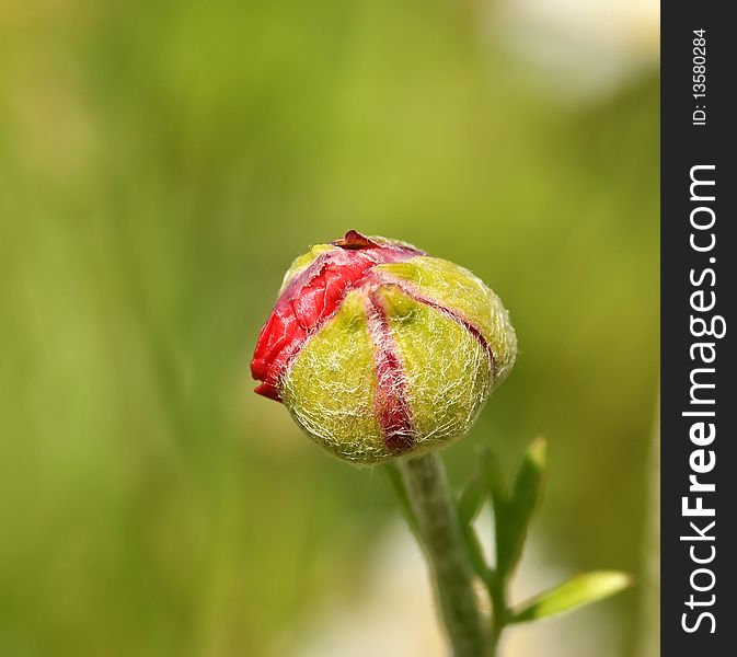 Bud of a flower ready to mature in Springtime Lebanon. Bud of a flower ready to mature in Springtime Lebanon.