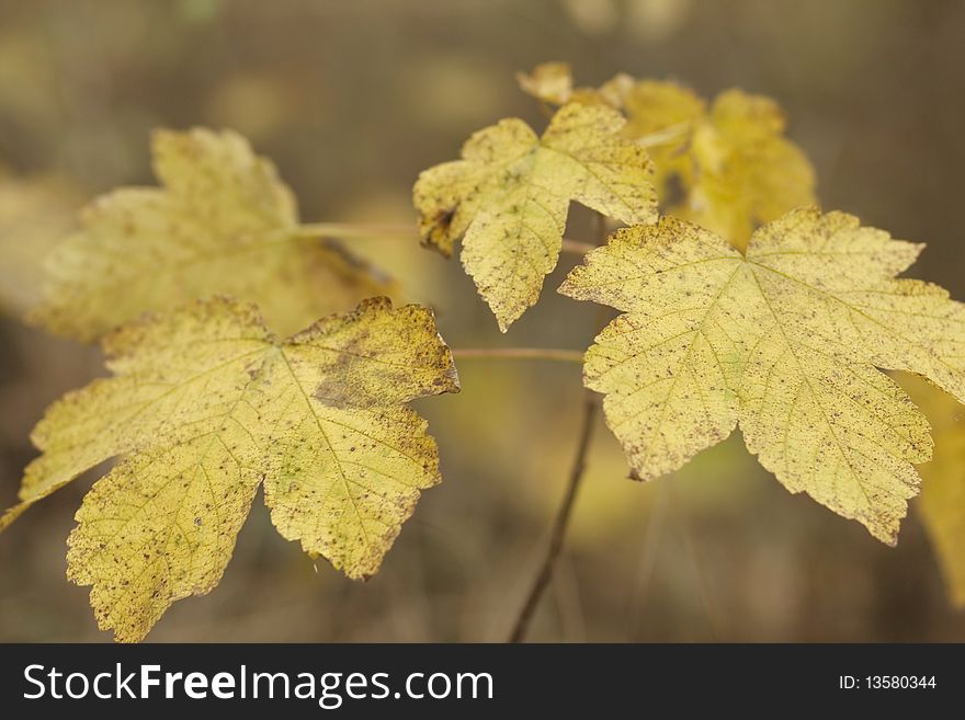 Close up of autumn leaves. Shallow depth of field.